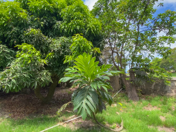 Apes Hill Great Estate Barbados Mature Gardens Views