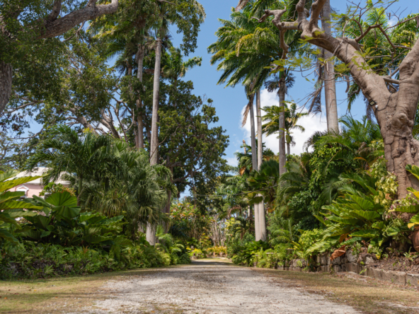 Lancaster Great House Driveway View with Green Lush Tropical Gardens
